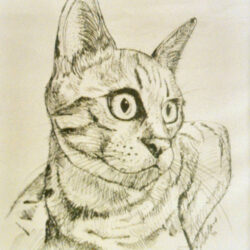 Drawing of a cat